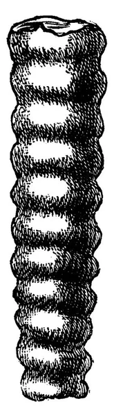 Orthoceras Bohemicum Illustrazione Incisa Epoca Terra Prima Dell Uomo 1886 — Vettoriale Stock