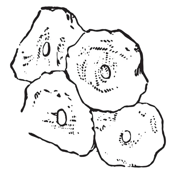 편평 상피, 빈티지 조각. — 스톡 벡터