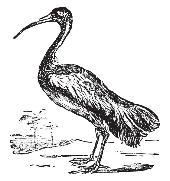 Ibis Threskiornis Spp Vida Doméstica Grabado Vintage 1880 — Vector de stock