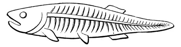 Ikan Pertama Periode Devon Cephalaspis Lloydii Dan Pteraspis Rostratus Ilustrasi - Stok Vektor
