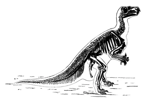 Esqueleto Principal Iguanodon Ilustración Grabada Vintage Tierra Ante Hombre — Archivo Imágenes Vectoriales