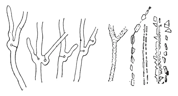 Micélio com as características loops, micélio com grito de oxalato de limão — Vetor de Stock