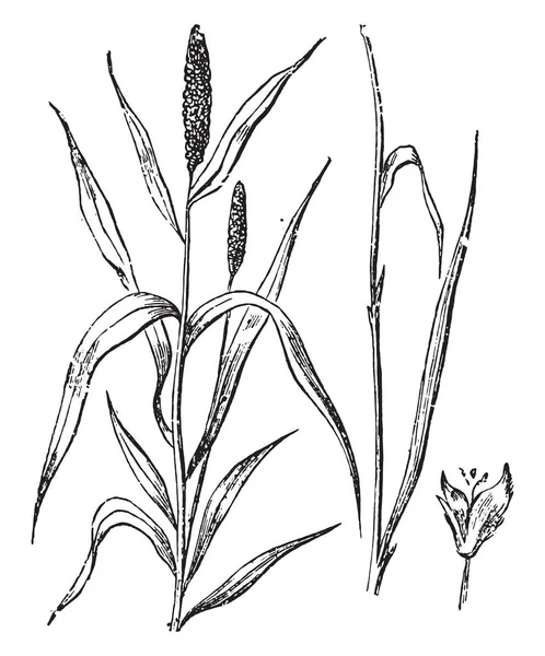 Timoteo o azote del trigo, grabado vintage . — Archivo Imágenes Vectoriales