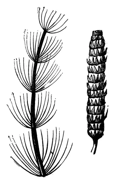 Plantas Primitivas Calamitas Ramo Ponto Frutificação Vintage Gravada Ilustração Terra — Vetor de Stock