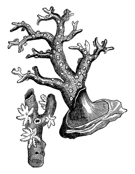サンゴ礁のポリプ ヴィンテージには 図が刻まれています 1886 前に地球 — ストックベクタ
