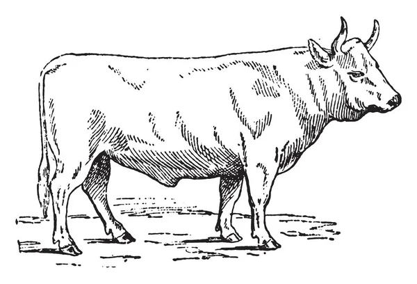 Charolais βόδι, vintage χαρακτική. — Διανυσματικό Αρχείο