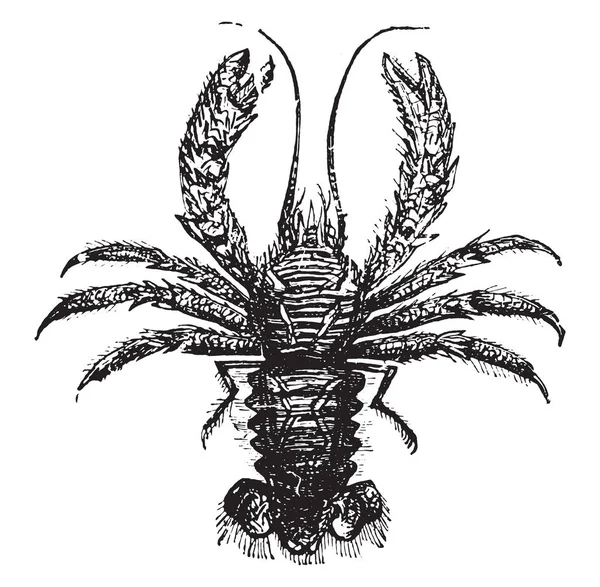 Homard squat, gravure vintage . — Image vectorielle