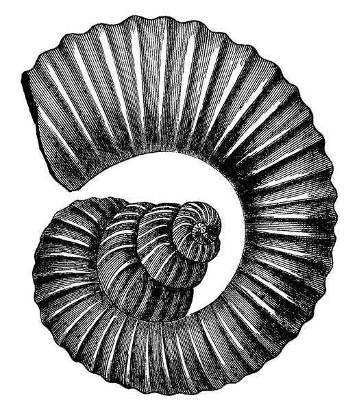 Ammonites Cefalópodos Del Período Cretácico Ilustración Grabada Vintage Tierra Antes — Archivo Imágenes Vectoriales