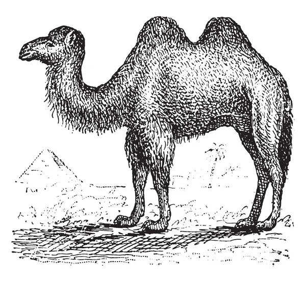 Верблюд, винтажная гравировка . — стоковый вектор