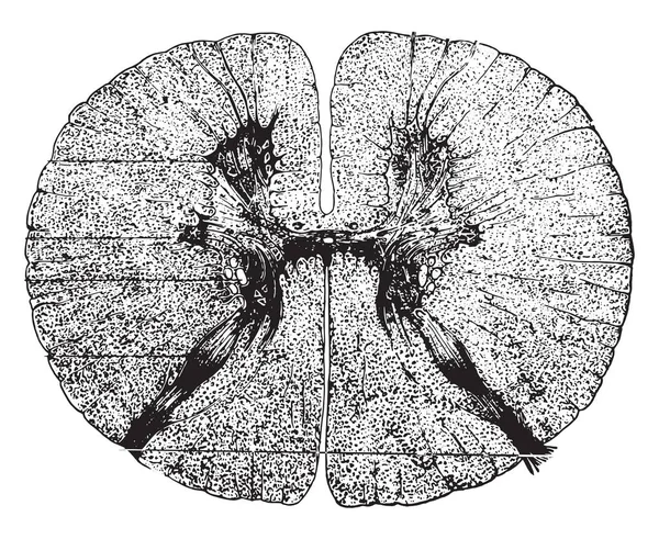 Розділ Спинного Мозку Вінтажні Гравіровані Ілюстрації — стоковий вектор