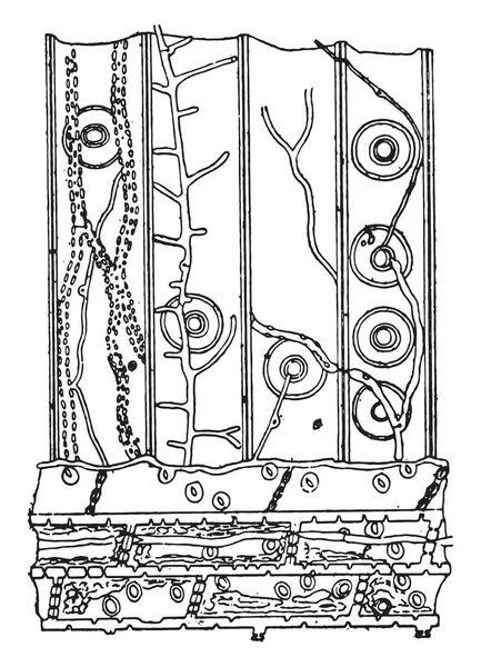 Подовжньому зрізу Хвойні дерева фрагмент з боку Meruli — стоковий вектор
