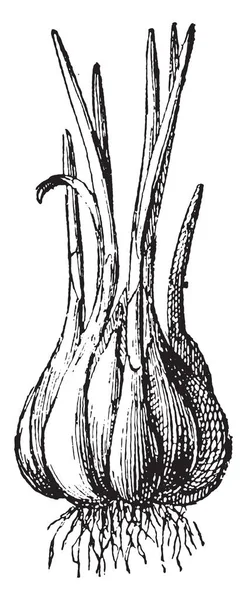 Garlic, vintage engraving. — Stock Vector