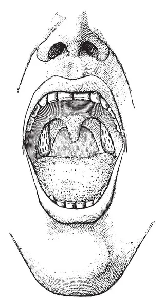 扁桃腺 ヴィンテージには 図が刻まれています Larive フルーリ 1895年 — ストックベクタ