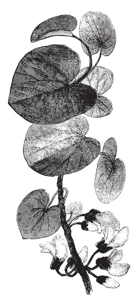 Floração Ramo Árvore Judéia Vintage Gravada Ilustração Magasin Pittoresco 1877 — Vetor de Stock