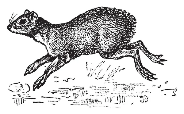 Agouti Ilustração Gravada Vintage Dicionário Palavras Coisas Larive Fleury 1895 — Vetor de Stock