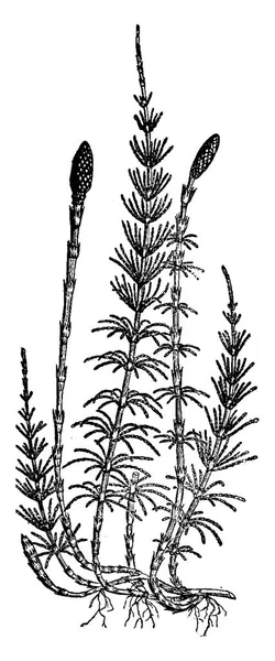 Χαρακτική Equisetum sylvaticum (αλογοουρά), παλιάς χρονολογίας. — Διανυσματικό Αρχείο
