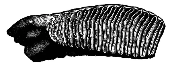Diente molar de un mamut, grabado vintage . — Vector de stock