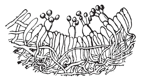 내벽의 크로스 섹션의 Annosus Polyporus 빈티지 새겨진된 그림의 베어링 Hymenium — 스톡 벡터