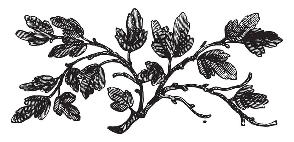 The barren fig tree, vintage engraving. — Stock Illustration The barren fig tree, vintage engraving. Vector Graphics