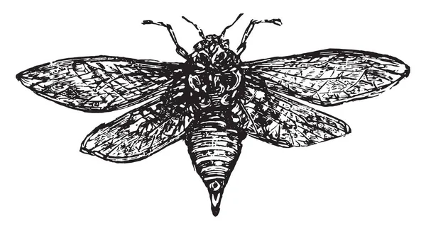 Cicada Vintage Engraved Illustration — Stock Vector