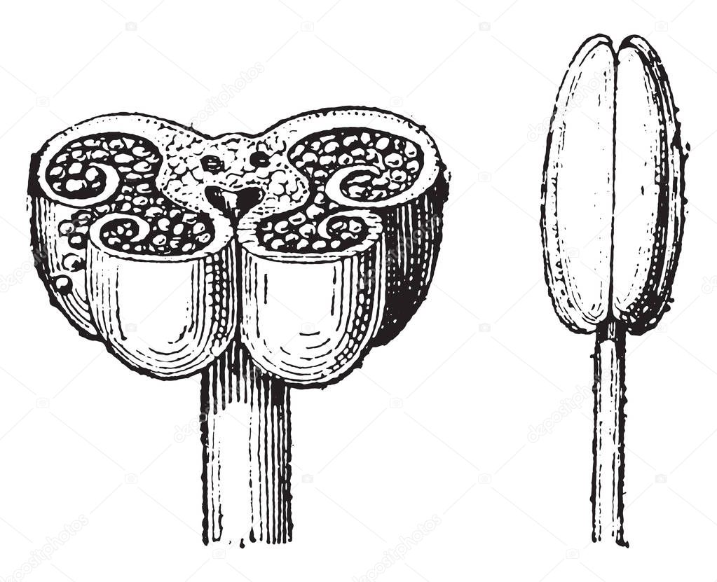 Anthers, vintage engraved illustration. Dictionary of words and things - Larive and Fleury - 1895