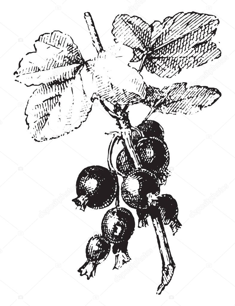 Blackcurrant, vintage engraving, vintage engraved illustration. 