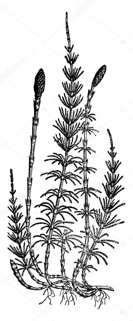 Equisetum sylvaticum (horsetail), vintage engraving.