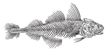 İskelet korakoid kemik, vintage çizgi çizme veya oyma illüstrasyon değiştirilmiş bir formu bir mezgit.