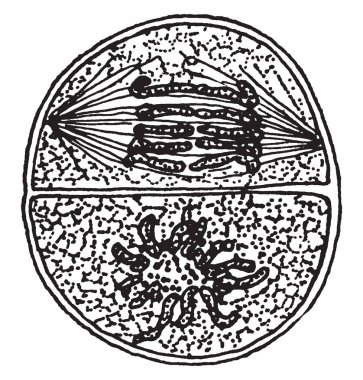 Bu resim bezelye Weevil Larva, vintage çizgi çizme veya oyma illüstrasyon temsil eder..