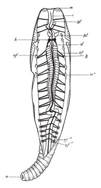 LOB solucan, vintage illüstrasyon.