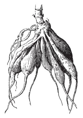 Fascicled kök gösterilen bu görüntüde. Sapları yuvarlanır. Kökleri kaynaklanıyor eklenir. Kökleri çok kalın ve yoğun, vintage satır çizim veya gravür illüstrasyon.
