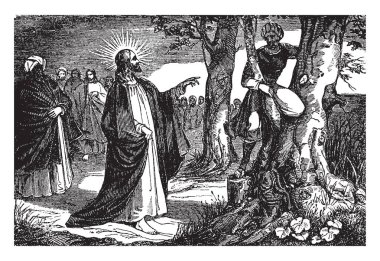 Zacchaeus yüksekliği kısa ve kalabalığın arasından İsa görmek yapamaz. O koştu ve İsa nın yol boyunca ağaca tırmandı. İsa ulaştı ve baktı, o ağacı, vintage çizgi çizme veya oyma illüstrasyon gelmek Zacchaeus aradı.