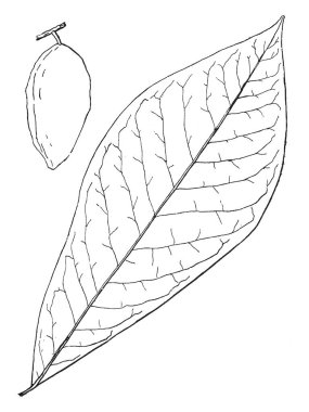 Kar, vintage çizgi çizme veya oyma illüstrasyon batmaya biniciler engelleyen bir ayakkabı kullanılan.