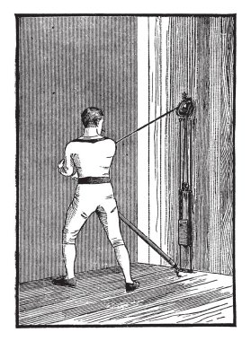 Bir papirüs gösteren bir resim. Kök çok uzun. Yaprakları uzun ve ince, vintage satır çizim veya gravür illüstrasyon.