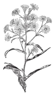 Ellerde meme önünde birlikte yerleştirerek ve sert, vintage çizgi çizme basılması veya illüstrasyon oyma bir adam