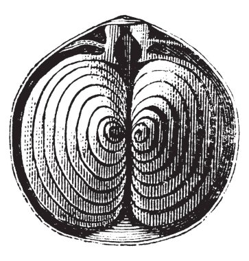 E. Splendens yaprak bu. Bağlı ince hücre ve doku içerir. Cytoplasms içinde bulunur. Epidermis ve stoma bantlı merkezi de varsa ve su damarları, vintage çizgi çizme veya oyma illüstrasyon.