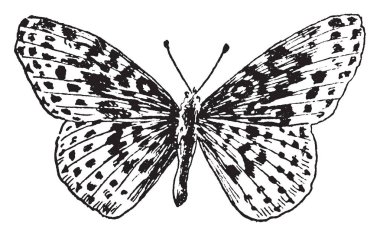 Kırmızı başlıklı kız, bu sahne küçük kız hood karşılar tesisi kurt woods, vintage çizgi çizme veya oyma illüstrasyon gösterir