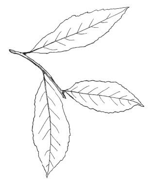 Bu oldukça doğal bitki yerine bir orkide ve bir ısırgan arasında bir haç gibi görünüyor. Bu ince, biraz kaba, yeşil yaprakları ve pembe-mor çiçekler ile işaretler yaz, vintage çizgi çizme veya oyma resimde beyaz.