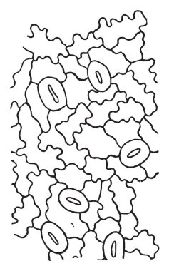 Bu illüstrasyon kedi seyir kuş, vintage çizgi çizme veya oyma illüstrasyon temsil eder.