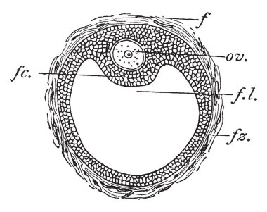 Memeli Ovum nerede şekillendirme discus proligerus, vintage çizgi çizme veya oyma illüstrasyon folikül hücreleri.