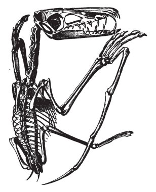 Dinozor, vintage çizgi çizme veya oyma illüstrasyon iskelet bir pterodactyl tarih öncesi kanatlı.