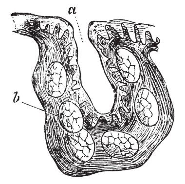 Crypt, vintage illüstrasyon