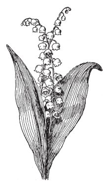 Geç ilkbaharda çiçek çiçek. Ve çiçekleri beyaz renkli, vintage çizgi çizme veya oyma illüstrasyon.