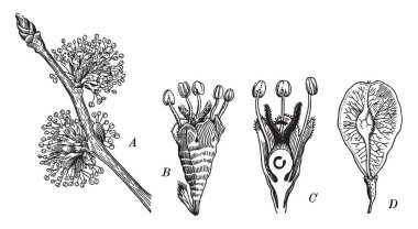 Dal, tam çiçek, boyuna kısım ve meyve, vintage çizgi çizme veya oyma illüstrasyon başlayan Elm çiçek farklı aşamalarını gösteren bir diyagram.