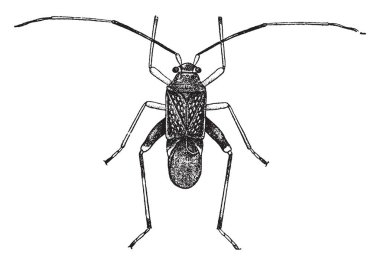 Bu görüntüde bir buckeye yaprak, vintage çizgi çizme veya oyma illüstrasyon olduğunu.