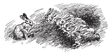 Söğüt ağacının uzun dallar ve dar uzun yaprakları ile su, vintage çizgi çizme veya oyma illüstrasyon yetişen ağaç türüdür.