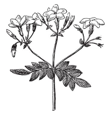 Taş hücreleri gösteren bu resim. Bu büyüyen başlangıçtır. Bu grow, vintage çizgi çizme veya oyma illüstrasyon ilk adımıdır.