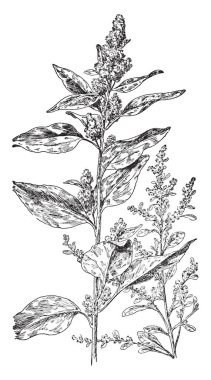 Linnaeus Polyadelphia gösteren bir resim. Bu bir bitki ve burada üç veya daha fazla gruplar, vintage çizgi çizme veya oyma illüstrasyon birleşmiş olan cinsel sistemdir.