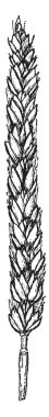 Bu sakalsız buğday görüntüsüdür. Onun büyüklüğü uzun ve ince, vintage satır çizim veya gravür illüstrasyon.