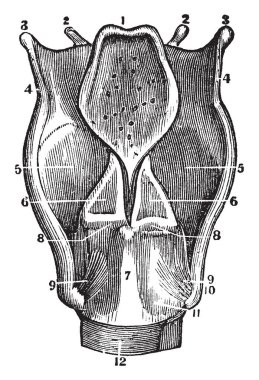 Kıkırdak ve bağ larinks, vintage çizgi çizme veya oyma illüstrasyon arkadan görünüm.